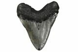 Fossil Megalodon Tooth - South Carolina #186676-2